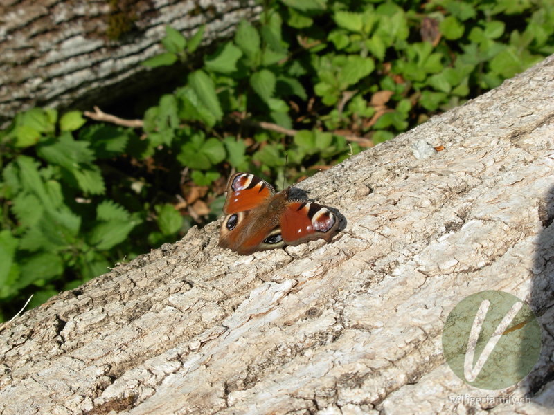 Tagpfauenauge: Übersicht